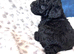 Toy poodle miniature poodle mix puppies absolutely adorable