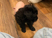 Toy cockapoo puppy girl 10 weeks old