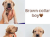 Chocolate/Yellow/Black KC Registered Labrador Retrievers