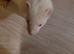 Ferrets for sale