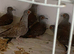 Dimond doves