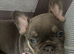 Beautiful kc registered French bulldog puppies