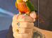 Hand reared tame yellowsided gcc (10)