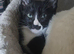1 boy left. Siamese x Maine Coon Kittens.