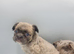 Kc reg Fluffy french bulldog puppies