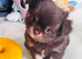 Beautiful chocolate tri long coat chihuahua puppies