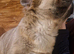 Fluffy female french bulldog 12 month old