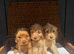 fully DNA health tested cockapoo puppies