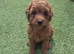 Toy poodle for sale