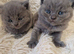 Beautiful British shorthair kittens
