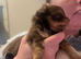 Chihuahua puppies. Long haired. White (girl) and chocolate brown(boy )
