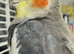Female semi tame singing Cockatiel