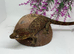 Male Mainland Chahoua gecko