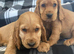 Cocker spaniel puppies