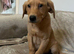 Fox red lab boy available to leave now