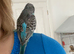 Semi tame English exhibition male budgie