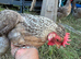 5 cream legbar chicken laying