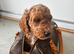 Cockapoo puppies for sale