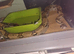 Boa constrictor snake