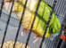 Pineapple conure