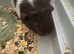 Got 3 female guinea pigs for sale