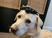 KC Female Labrador