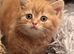 Kittens ready for their new home