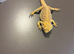 Lumpy needs a loving home