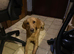 Perfect pet part trained 10 month old male