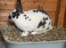 Bonded pair of male rabbits