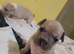 French bulldog puppies for sale