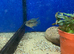 Blue Acara (Andinoacara pulcher)