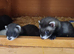 Polecat kits available
