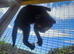 Sweet kittens ready for a loving home