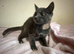 Ragdoll blue sepia tortie females ready now