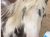 2 year old cob colt