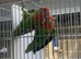 Love birds for sale