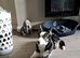Need to re home border collie no fault of her own