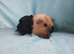 What a lovely pair of boy guinea pigs