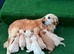 Goldador puppies 10 weeks old