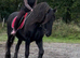 For sale Athena frisian mare
