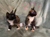 3 beautiful kittens looking for homes