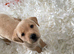 Beautiful litter of yellow labradors