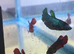 Betta Males &pound;20, females &pound;10, pairs &pound;25