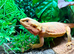 Adult Female Hypo Red Citrus Bearded Dragon at Birmingham Reptiles