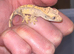 2 very young cresties
