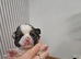 Beautiful shitzu puppies for sale