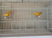 Canary breeding pair.