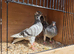 syrian pigeons 2026