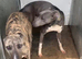 Saluki deerhound grey second genaration bull grey